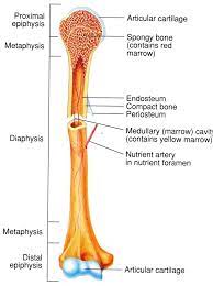Start learning with our skeleton diagrams, bone labeling exercises and skeletal system quizzes! Skeletal System Diagrams Human Body Anatomy Anatomy Bones Skeletal System Anatomy