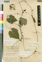 Image result for Raphidiocystis jeffreyana