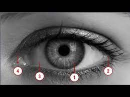 11 penyebab bisul di mata yang paling sering terjadi. 4 Arti Kedutan Kelopak Mata Kiri Bawah Menurut Islam Dan Primbon Jawa Youtube