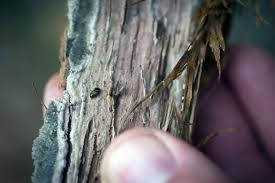 Battling Oak Wilt Disease Sports Pressandguide Com