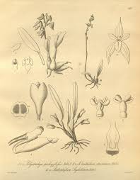 Image result for Bulbophyllum intertextum