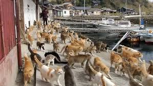 A member of this family is also called a felid (/ˈfiːlɪd/). Cat Island Felines Outnumber Humans On Japan S Aoshima Island