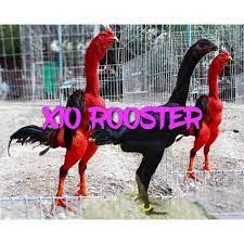 Check spelling or type a new query. Telur Ayam Ganoi Vietnam Shopee Indonesia