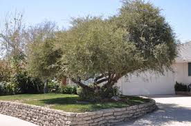 Image result for Leptospermum laevigatum