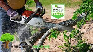 Arborists Tree Services In Detroit Tree Service Tree Trimming Tree Trimming Cost