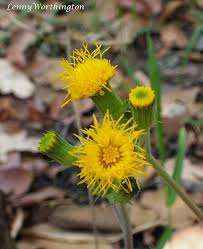 Image result for Gynura pseudochina