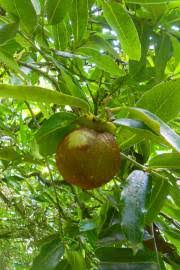 Image result for Diospyros dichrophylla