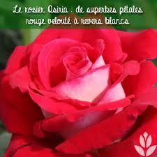 Maybe you would like to learn more about one of these? Rosier Osiria Comment Quand Ou Planter Ce Rosier Bicolore Du Jardin