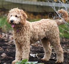 Here's a more accurate view of goldendoodle temperament based on feedback from 350 goldendoodle owners. Haircut Goldendoodle Grooming Poodle Mix Breeds Goldendoodle