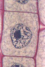 The dna is already duplicated in plants, this process is characterized by the formation and growth of a cell plate (example in solanum. 10 Mitosis Quiz Ideas Mitosis Mitosis Meiosis Animal Cell