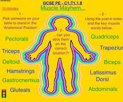 Skeletal muscles are named based on many different factors, including their location, origin and insertion, number of origins, shape, size, direction. Anatomy Physiology 7 8 Muscle System Names Locations By Robdav999