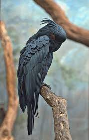 Lucian Pavel创作的black Parrot Pet Birds Animals Beautiful Rare Animals