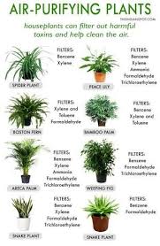 Image Result For Plants To Purify Air Plants Best Indoor Plants Inside Plants