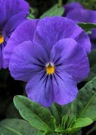 Whichever flower you choose to symbolize your own or a loved one's birth month, they'll be greatly appreciative of the bold blooms to brighten up the dull winter months. February Birth Flower Violet Tattoo Google Search February Birth Flowers Birth Month Flowers Birth Flowers