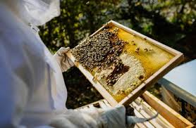 Bee synonyms, bee pronunciation, bee translation, english dictionary definition of bee. Start Up Bee Rent Leases Bee Colonies To Companies Kfw Stories