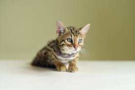 Today all cat associations that recognize the bengal have rules regarding how closely show cats can be related to the leopard cat. Cheetoh Dog Breed Information And Pictures Petguide