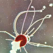 Image result for Uncinula necator