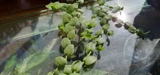 Image result for Aneilema zebrinum