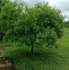 Image result for Cascabela thevetia