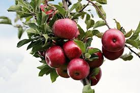Der obstbaumschnitt sorgt für eine reiche ernte, weil der baum in der lage ist, all seine kräfte zu bündeln und in die entwicklung der früchte zu stecken.obstbäume dürfen allerdings nicht wahllos geschnitten werden, sondern es kommt auf den richtigen zeitpunkt, die art des baumes und das maß des rückschnitts an. Obstaumschnitt Sapper Grun