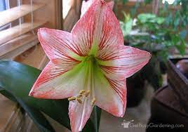 How To Rebloom Your Amaryllis Plants Amaryllis Plant Flowering House Plants Amaryllis