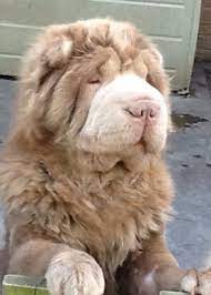 Find shar peis for sale in newark on oodle classifieds. 750 Shar Pei Ideas In 2021 Shar Pei Shar Pei Dog Shar Pei Puppies