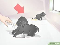 You should also strive to keep them in a warm environment away from drafts. How To Keep Newborn Puppies Warm And Clean 11 Steps