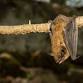 Teen Bat Crawl
