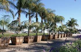 At moon valley nurseries, we are passionate about our trees, our customers and our environment. Landscape Center San Diego Landscape Center