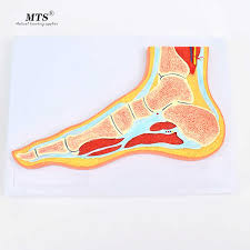 Lateral and medial processes of calcaneal tuberosity. Medical Foot Joint Skeletal Muscle Model Ankle Foot Orthopedic Joint Structure Mri Teaching Medical Science Aliexpress