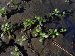 Image result for Cantinoa americana