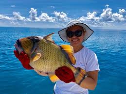 First Trigger fish tagged released in the SSFC/SFA Juvenile Demersal  Program. What a beautiful and big Trigger. Captain Alain Khan and Angler  Jenny Collie made it happen with tag #904.