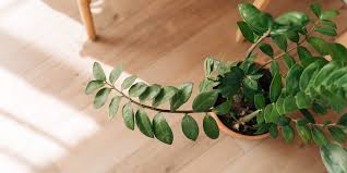 Image result for Zamiokulkas Zamioculcas