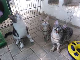 Wir sind ihre ansprechpartner in rotenburg! Wermelskirchen Katzen Suchen Ein Neues Zuhause