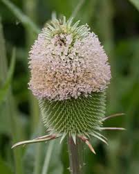 Image result for Dipsacaceae