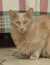 Pin By Pocahontasthecat On Cats Pretty Cats Beautiful Cats Cat Breeds