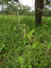 Image result for Neonotonia wightii