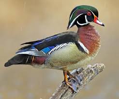 Wood Duck Male Wood Ducks Duck Art Duck Bird