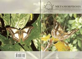 Image result for Erianthemum schelei