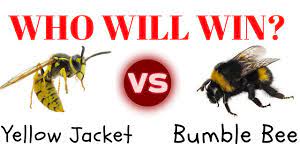 Yellowish hairs on the legs, thorax, and abdomen (not as as vibrant or as numerous as they. Bumble Bee Vs Yellow Jacket Who Will Win Youtube
