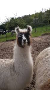 I like them abs when there are six of 'em. Help Us On Our Camel Llama Farm In A Village Outside Frankfurt Germany