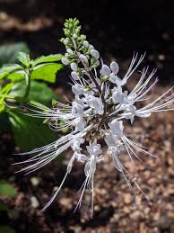 Image result for Orthosiphon schimperi