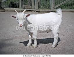Funny Baby White Goat Cute Baby White Male Goat With Pink Nose And Green Eyes Escapee Looking At Camera Canstock