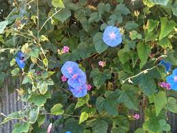 Pin On Mygardenanswers