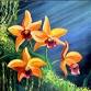 Rainforest Orchids