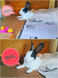 We forgot how to rabbit rabbit memes. Funny Bunny Memes Album On Imgur