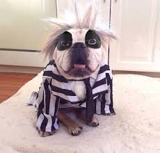 Top 10 English Bulldog Halloween Costumes That Are Going To Blow You Away A Dog S Love