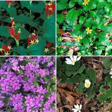 Image result for Spigelia