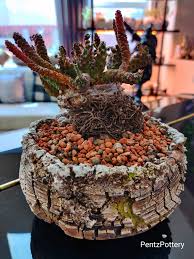 Image result for Euphorbia transvaalensis