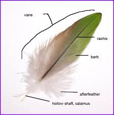 Birds Outside My Window Meme Outside My Window Anatomy Parts Of A Feather Wild Birds Unlimited Parrot Feather Wild Birds